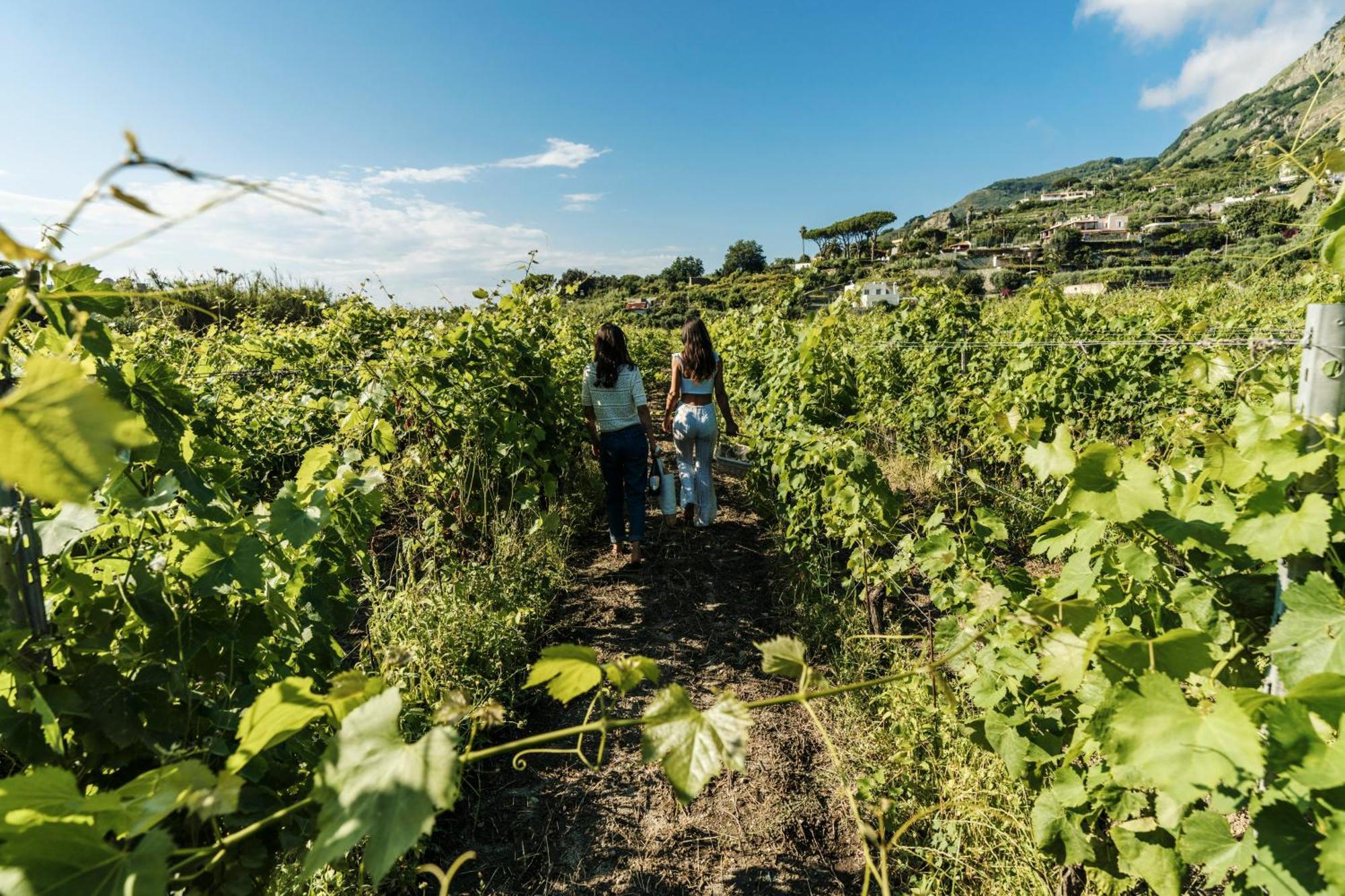 Tenuta Calitto Wine Resort E Spa Ischia Esterno foto