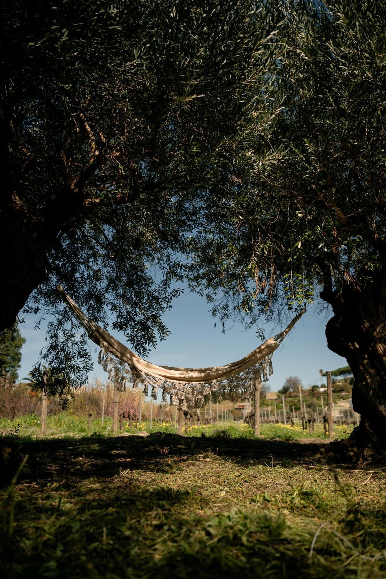 Tenuta Calitto Wine Resort E Spa Ischia Esterno foto