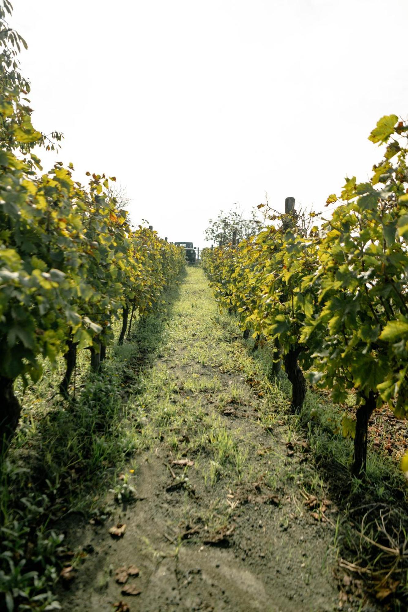 Tenuta Calitto Wine Resort E Spa Ischia Esterno foto
